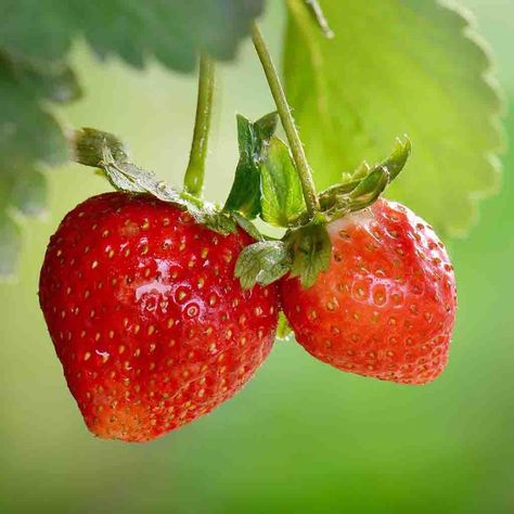 Strawberry Seeds Grow, Strawberries In Pots, Alpine Strawberry, Strawberry Seeds, Alpine Strawberries, Grow Avocado, Strawberry Seed, Summer Harvest, Aromatic Plant