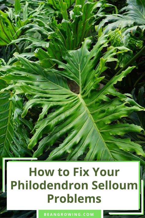 Selloum Plant, Philodendron Selloum Care, Philodendron Care Tips, Plant Food Diy, Philodendron Selloum, Philodendron Care, Popular Plants, Container Garden Design, Philodendron Plant