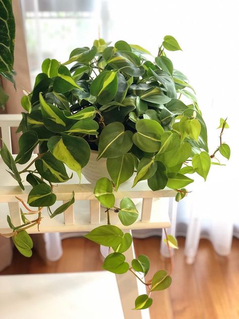 Philodendron Brazil Philodendron Brazil, Philodendron Varieties, Philodendron Hederaceum, Wishlist Plants, Indoor Oasis, Plant Wishlist, Airbnb Promotion, Trailing Plants, Plant List