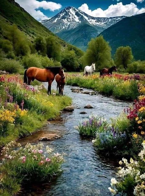 Picture Wall, Natural Beauty, Horses, Wall, Beauty, Nature