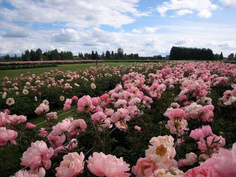 Peony fields forever.  Adelman Peony Gardens, Salem. Peony Farming, Oregon Gardens, Magical Spaces, Peony Farm, Oregon Garden, Lifestyle Images, Flower Gardening, Peonies Garden, Peony Rose