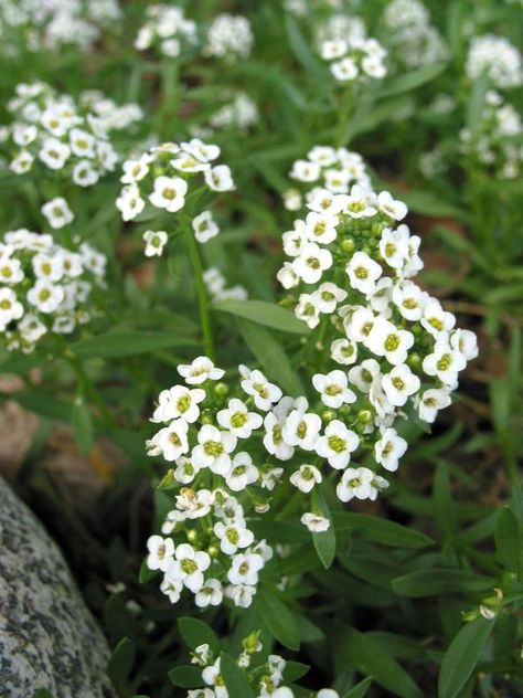 Sweet alyssum Vegetable Beds, Sweet Alyssum, Interesting Plants, Vegetable Bed, Grandma's Garden, Grandmas Garden, Attracting Bees, Ground Cover Plants, Hanging Plant