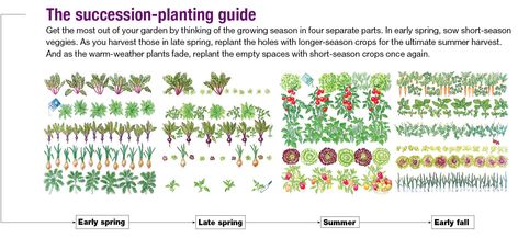 Intensive Planting Layout, Succession Planting Chart, Suburban Permaculture Design, Zone 7a Planting Schedule, Zone 6a Planting Schedule, Csa Box, Fall Crop, Lettuce Seeds, Planting Calendar