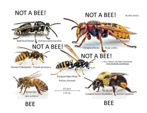 Bee Species Identification Chart | Click here for the NOT a BEE ... Bee Identification, Different Types Of Bees, Getting Rid Of Bees, Honey Bee Swarm, Honey Bee Facts, Insect Identification, Types Of Bees, Bee Stuff, Bee Supplies