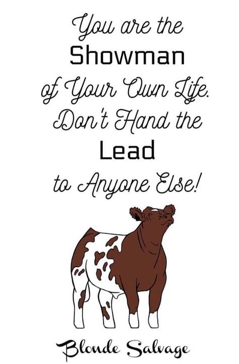 Cow Showing Quotes, Livestock Quotes Cattle, 4h Quotes Inspiration, Funny Western Quotes, Showing Cattle Quotes, 4h Quotes, Showing Steers, Cow Sayings, Cows Quotes