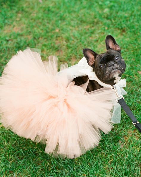 She's all set for the party in her pink tutu! See the wedding on Style Me Pretty: http://www.StyleMePretty.com/2014/02/21/crossing-vineyards-winery-wedding/ Lindsay Madden Photography National Puppy Day, Bulldog Francese, Tulle Skirts, Wedding Pets, Real Weddings Photos, Pink Tutu, Winery Wedding, Dog Wedding, April 16