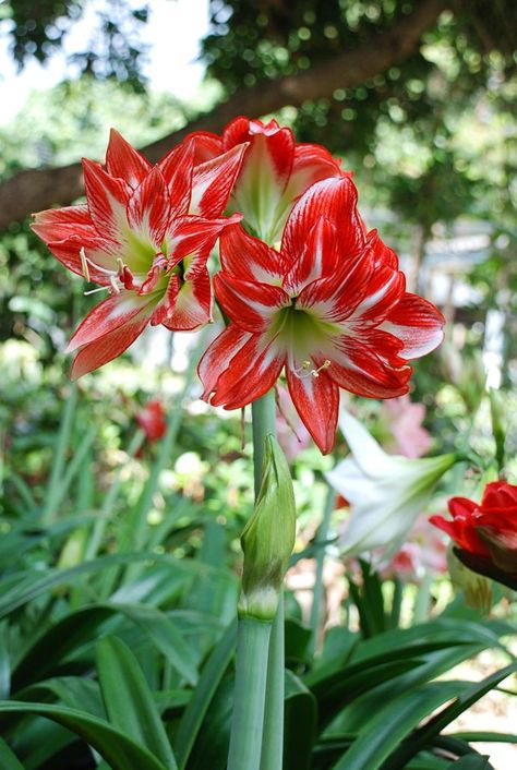 Christmas Lily, Amaryllis Arrangement, Amaryllis Christmas, Lily Centerpieces, Amaryllis Plant, Trumpet Lily, Amaryllis Flowers, Lily Bulbs, Garden Plan