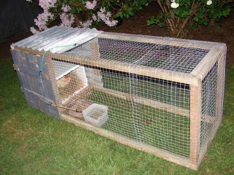 Serama Chicken, Easy Diy Chicken Coop, Broody Hen, Hen Coop, Chicken Brooder, Duck Coop, Chicken Pen, Chicken Tractor, Chicken Life