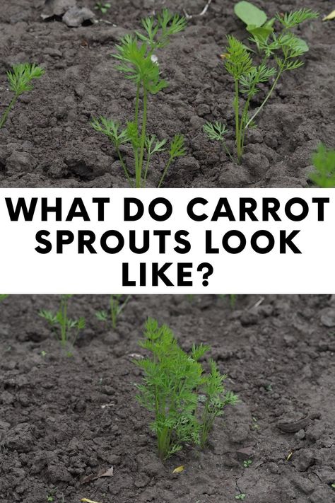 How To Plant Carrots, Green Leaves, Sprouts, Carrots, The First, Signs, Plants, Green