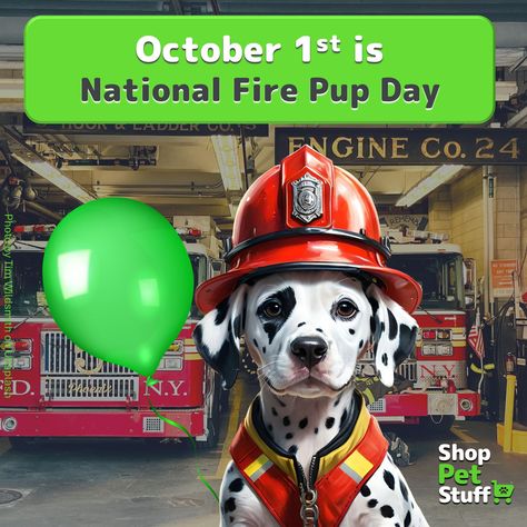 IT'S NATIONAL FIRE PUP DAY 🥳 National Fire Pup Day on October 1st recognizes the canine firefighters that have long been members of fire departments across the country. #nationalfirepupday While the Dalmatian's origin is unknown, their use in firehouses began during the 1700s. Trained as a carriage dog, the Dalmatian's agility transferred quickly to horse-drawn fire engines. Even though Dalmatians weren't the only dogs fit for carriage work, they were the ones who mostly filled the role o... October 1st, Horse Drawn, Fire Engine, Fire Department, Dalmatian, Firefighter, Horses, Dogs, Animals