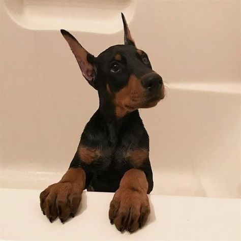 Doberman, A Black, Dogs, Black