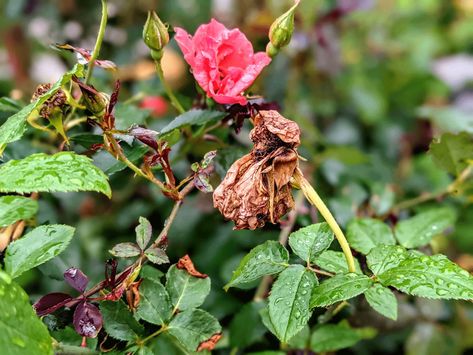 How to Deadhead Roses | Magnificent Repeat Blooms - Bunny's Garden How To Deadhead Roses, Types Of Rose Bushes, Leather Gardening Gloves, Deadheading Roses, Flowers To Grow, The Last Leaf, Rose Cuttings, Deadheading, Avocado Seed