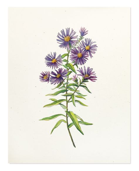 Aster Illustration, Aster Tattoo, New England Aster, Flower Sleeve, Plant Ideas, Botany, Flower Drawing, I Tattoo, Floral Watercolor