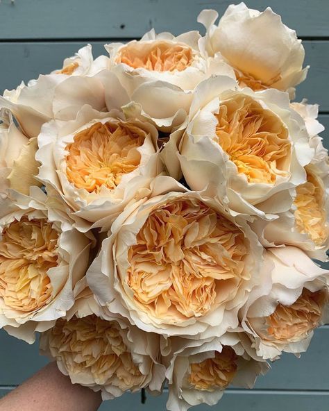 Repost Fairy Nuff Flowers: "Effie, a David Austin rose, filling my day with frills, ruffles and the prettiest scent!" . . . #effierose #gardenroses #rose #roses #flowers #flowersofinstagram #flowerstagram #instaflowers #rosesofinstagram #davidaustinweddingroses #englishroses Rose Garden Landscape, David Austin Rose, Ecuadorian Roses, Wholesale Flowers Wedding, Austin Rose, David Austin Roses, Flower Packaging, David Austin, Wholesale Flowers