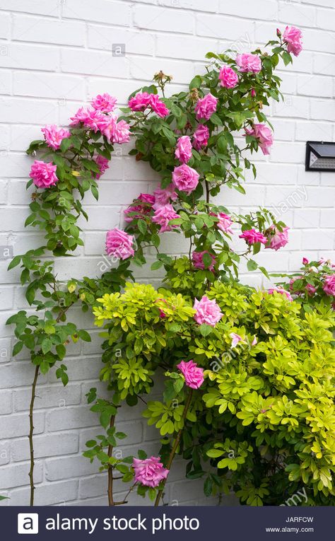 Zephirine Drouhin Climbing Rose, Zepherine Drouhin Climbing Rose, Climbing Rose, Climbing Roses, English Garden, Rose Garden, Backyard Ideas, Garden Ideas, Climbing