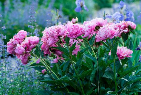 Grow Tulips, Peony Leaves, Black Fingers, Gardening Trends, Flower Farmer, Plant Diseases, Small Space Diy, Garden Pests, Flowers Perennials