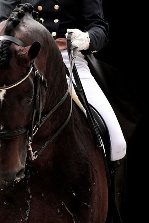 Cai Sălbatici, Equestrian Aesthetic, Rasy Koni, Horse Dressage, English Riding, Dressage Horses, Brown Horse, All The Pretty Horses, Horse Crazy