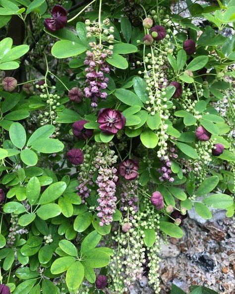 Evergreen Clematis Climbing Vines, Akebia Quinata Climbing, Petrea Vine, Chocolate Vine, Akebia Quinata, Clematis Tangutica, Clematis Montana Grandiflora, Climbing Vines, Exotic Fruit