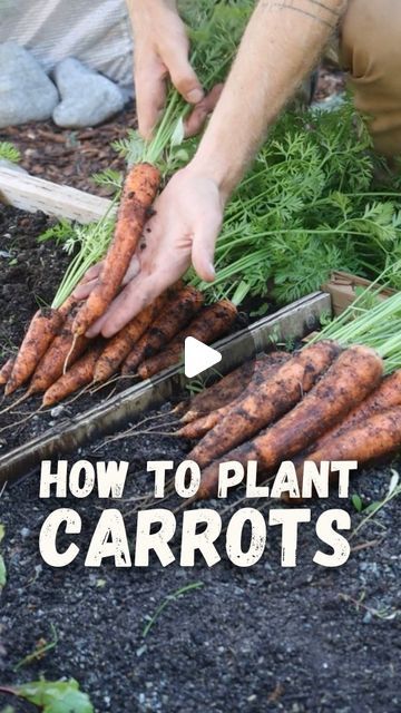 Jordan Mara - Mind & Soil on Instagram: "🥕 Comment CARROT for my full carrot growing guide! #growingcarrots #howtogrowcarrots" Planting Carrots, How To Plant Carrots, Gardening Indoors, Texas Garden, Gardening Videos, Growing Carrots, Vegetable Garden Planner, Farmhouse Front Porch, Edible Gardens