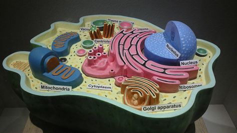 Animal Cell Model Project, Cell Model Project, Science Project Models, Cells Project, Biology Projects, مشروعات العلوم, Cell Model, Biology Facts, Biology Art