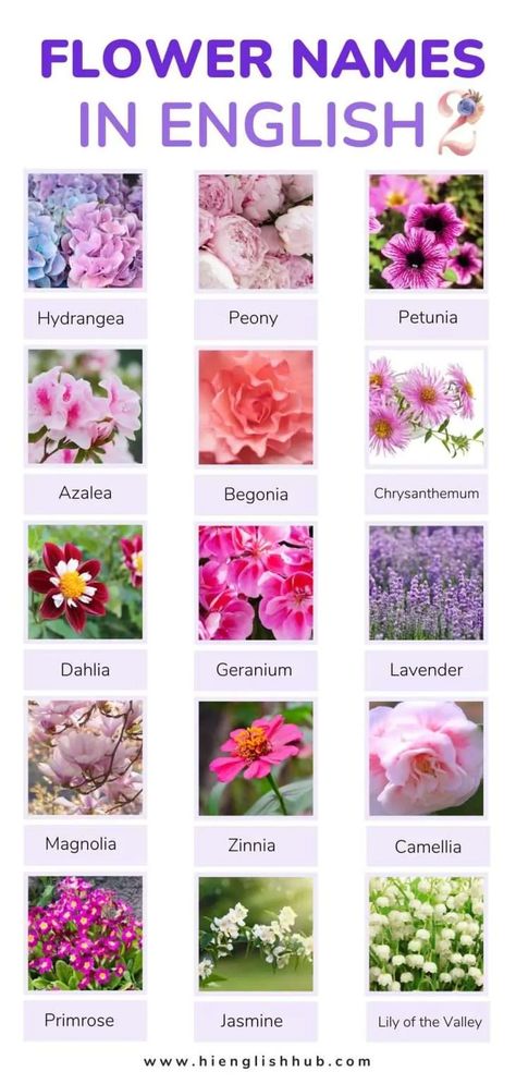 59+ Pretty Flower Names In English With Pictures And Meanings - Hi English Hub Flowers Names And Meaning, Flower Names Aesthetic, Flower Nicknames, Flower Names And Meanings, Indian Flower Names, Unique Flower Names, All Flowers Name, Different Type Of Flowers, Blue Flower Names