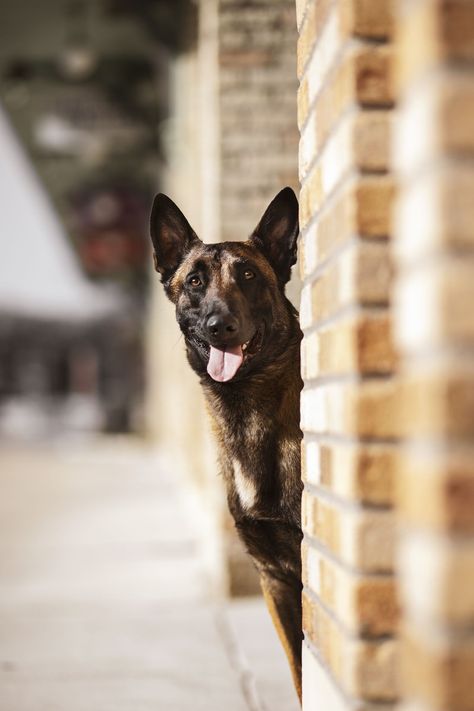 Human And Dog Photography, Small Dog And Owner Photography, City Dog Photography, Urban Dog Photography, People And Their Dogs Photography, Action Portrait, Professional Dog Photography, Shelter Dog Photography, Dog Portrait Photography