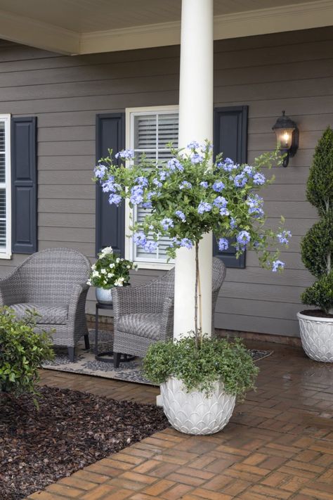 Topiary Plants In Pots, Plumbago In Pots, Porch Trees Potted, Small Tree In Pot, Potted Shade Plants, Small Patio Trees, Patio Trees In Pots Full Sun, Patio Trees In Pots, Front Door Trees In Pots