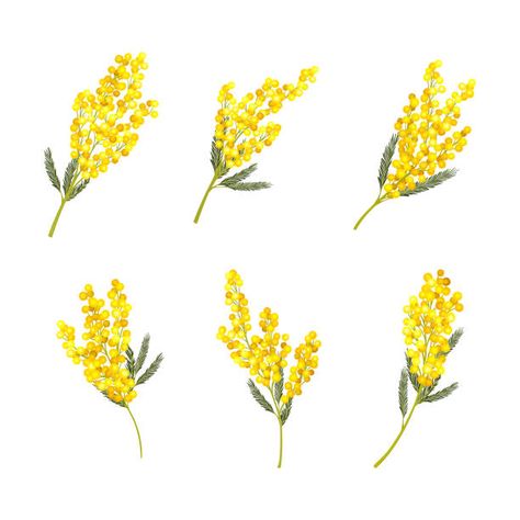 Acacia Flower Tattoo, Acacia Tattoo, Acacia Plant, Acacia Illustration, Acacia Fimbriata, Flowers Language, Acacia Flower, Forsythia Illustration, Acacia Dealbata