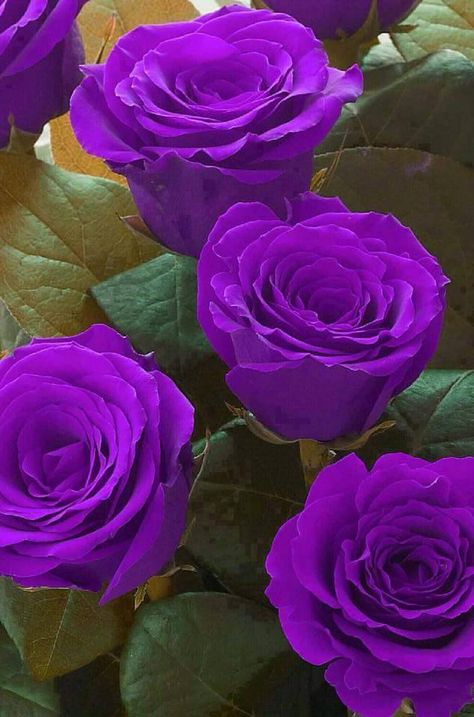 Seguindo caminho! !!!!                                                                                                                                                     Mais Rose Belle, Rose Violette, Belle Rose, Rose Bush, Beautiful Rose Flowers, Love Rose, Exotic Flowers, Flower Beauty, Purple Roses