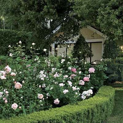 Boxwood And Roses, Living Fences, Boxwood Landscaping, Plants Photo, Myrtle Tree, Boxwood Hedge, Hedging Plants, Herb Garden Design, Side Garden