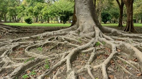 Tree Edge Ideas, How To Cover Exposed Tree Roots, Tree Roots Above Ground, Landscaping Around Trees With Big Roots, How To Cover Tree Roots In Yard, Tree Root Cover Ideas, Exposed Tree Roots Landscaping, Cover Tree Roots In Yard, Covering Tree Roots In Yard