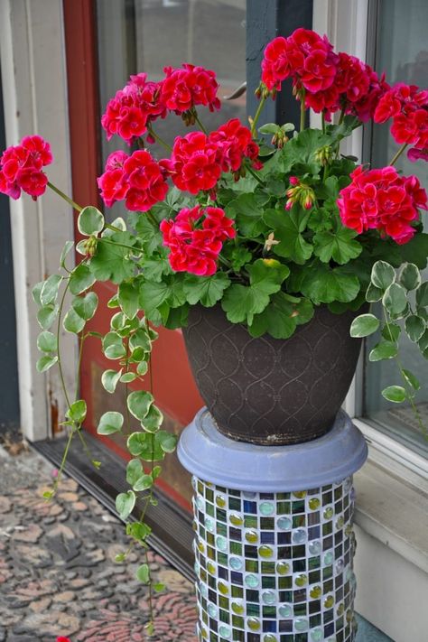 You can grow herbs such as basil and chives in a container, or even flowers for your balcony in a container garden. If you are looking to make your own container flower garden, here are some tips and ideas to get you started! Geranium Planters, Flower Planter Ideas, Plant Stand Ideas, Summer Planter, Geranium Plant, Geranium Flower, Flower Containers, Red Plants, Red Geraniums