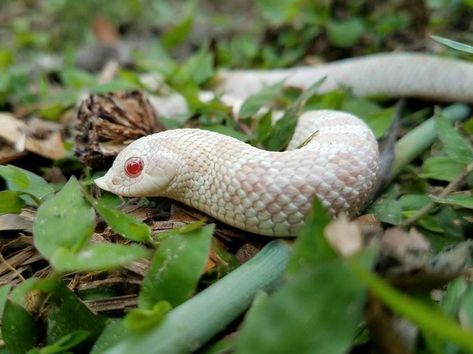 Hognose Snake Enclosure, Snake Discovery, Terrarium Decorations, Western Hognose, Western Hognose Snake, Baby Barn Owl, Snake Enclosure, Danger Noodles, Hognose Snake