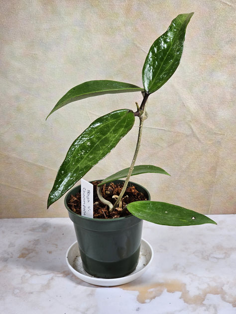 Hoya verticillata 'Choomporn' is another new addition to my collection from a batch of cuttings purchased in September 2023. This one is also well rooted and growing new leaves. I love those elongated leaves. Hoya Verticillata, Hoya Plant, New Leaf, My Collection, I Love, Plants