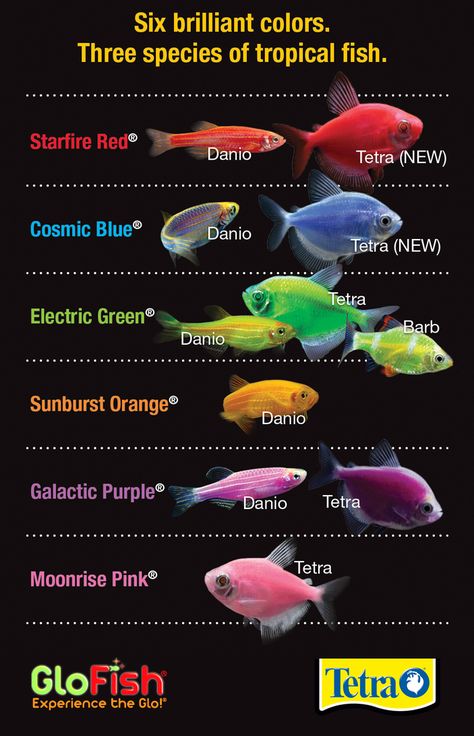 There are six Brilliant colors of GloFish® to choose from. Which is your favorite?  #glofish  #tetra #myfavoritefish Led Lights Decor, Glofish Tank, Glofish Aquarium, 20 Gallon Aquarium, Glow Fish, Tetra Fish, Ikan Air Tawar, Cool Fish Tanks, Tropical Fish Tanks