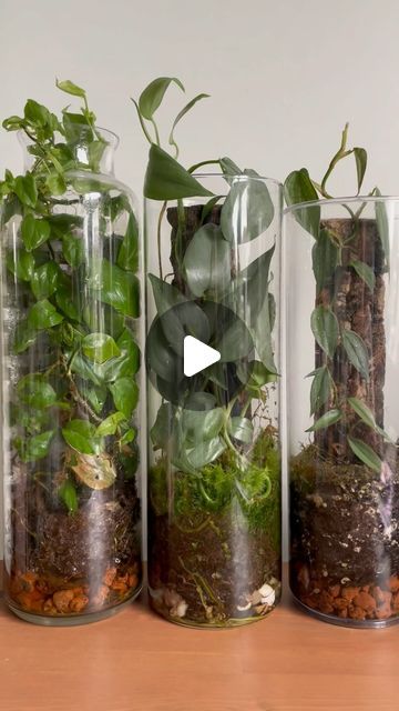 Sophie on Instagram: "Thriving terrarium tubes 🫙🪴
.
.
.
.
.
.
.
.
#house_plant_community #houseplantclub #urbanjungle #urbanjunglebloggers #houseplantlove #houseofplantlovers #plantcollection #plantdisplay #plantparentcommunity #discovertheplantcommunity 
#terrariumguide #plantcollector #tropicalfauna #terrariumimaginarium #terrariumtuesday #terrariumplants #terrariumlove #terrariumdesign #terrariumdreams #terrariumsofinstagram #shinglingplants #terrarium #plantdiy #progress #beforeandafter #scindapsus #terrariumtube #philodendron #plantstyling" Terrarium Plants, Diy Plants, Plant Collection, House Plant, Urban Jungle, Terrarium, House Plants, Plants, On Instagram