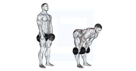 Deadlift Muscles Worked, Deadlift Benefits, Hip Workouts, Deadlift Form, Deadlift Variations, Stiff Leg Deadlift, Dumbbell Workouts, Lower Back Muscles, Hip Mobility