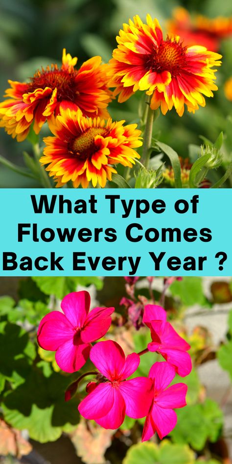 What Type of Flowers Comes Back Every Year?. #plants #gardening #flowers Plants That Come Back Every Year, Preannual Flowers, Type Of Flowers, Outside Plants, Window Box Flowers, Backyard Flowers, Gardening Flowers, Flower Landscape, Chic Flowers