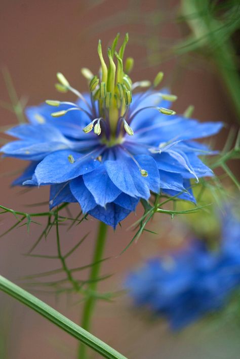 Blue Nigella Blue Nigella, Nigella Flower, Mist Flower, Flower Identification, Ranunculus Flowers, Unusual Flowers, Blue Garden, All Flowers, Exotic Flowers