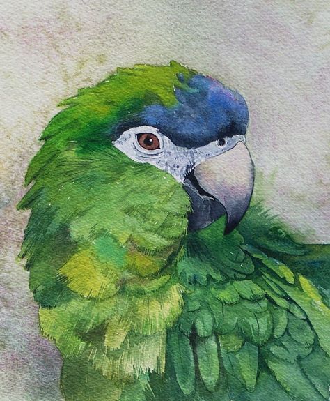 Pastel Painting Animals, Macaw Parrot Painting Acrylic, Bird Portrait Painting, Parrot Art Painting, Watercolour Parrot, Painted Parrots, Watercolor Parrot Painting, Parrot Watercolor, Watercolour Bird