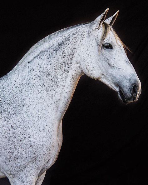 Flea Bitten Grey Lustiano Horses, Unusual Horse, Grey Horses, Amazing Horses, Rasy Koni, Horse Inspiration, Andalusian Horse, Horse Aesthetic, Most Beautiful Horses