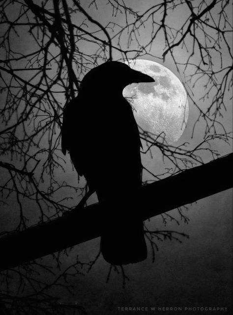 Raven Black And White Photography, Dark Animals Aesthetic, Raven Bird Aesthetic, Raven Pfp Bird, Crow Pfp Aesthetic, Crow Reference Photo, Black Crow Aesthetic, Raven Aesthetic Wallpaper, Raven Core Aesthetic