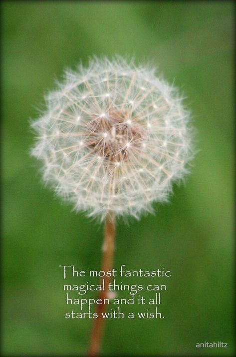 Dandelion Quotes, Wish Dandelion, Meaningful Thoughts, Magic Things, Driftwood Art Diy, Dandelion Wishes, White Dandelion, Changing Quotes, Dandelion Wish