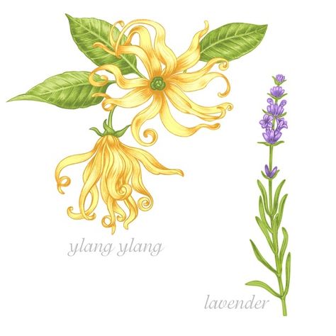 Artsy Tattoos, Ylang Ylang Flower, Natural Fragrance Oil, Body Creams, Body Lotion Cream, Watercolor Plants, Tattoo Project, French Lavender, Bath Oils