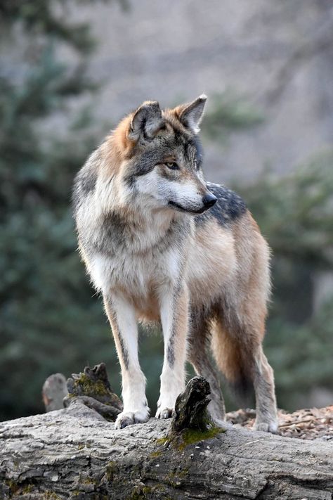 Grey Wolf Photography, Mexican Wolf, Mexican Gray Wolf, Genetic Diversity, Wolf Poses, Brookfield Zoo, Wolf Poster, Cutee Animals, Wolf Photography