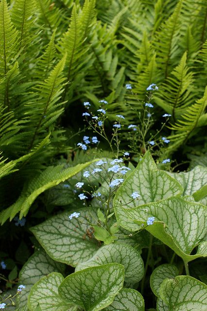 Outdoor Living Space Diy, Plant Balcony, Brunnera Macrophylla, Shade Garden Design, Ferns Garden, Shade Garden Plants, Landscaping Garden, Garden Shrubs, Woodland Garden