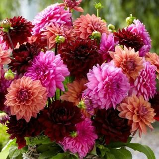 Dahlias Bouquet, Longfield Gardens, Dahlia Bouquet, Plant Information, Cut Flower Garden, Summer Bouquet, Garden Items, Fall Plants, Bulb Flowers