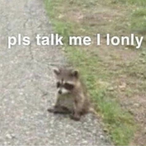 Wholesome Pictures, Pet Memes, Quality Memes, Snapchat Funny, Trash Panda, Funny Animal Jokes, Reaction Pics, Wholesome Memes, Funny Reaction Pictures