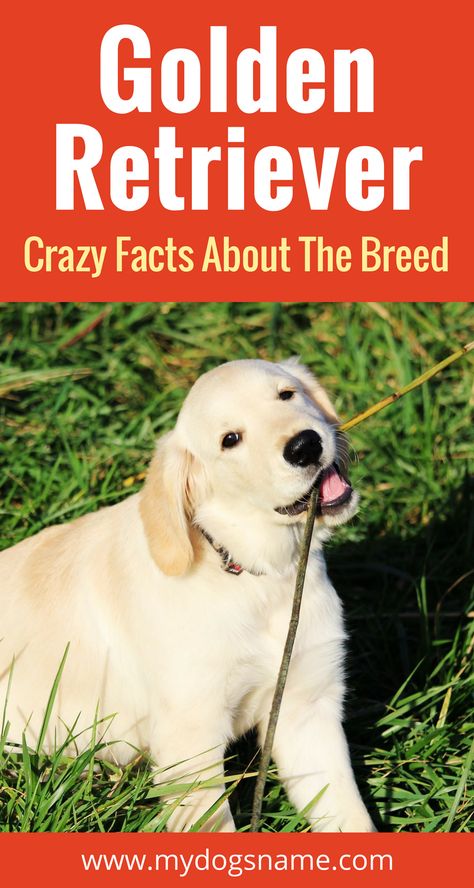 Everything you need to know about the Golden Retriever. Size, behavior health and so much much. If you're thinking about getting this breed of dog, this is a must read!! Haircuts For Golden Retrievers, Golden Retriever Facts, Golden Retriever Breed, Golden Retriever Training, Puppy Checklist, English Cream, Dog Advice, Dogs Training, Dog Language