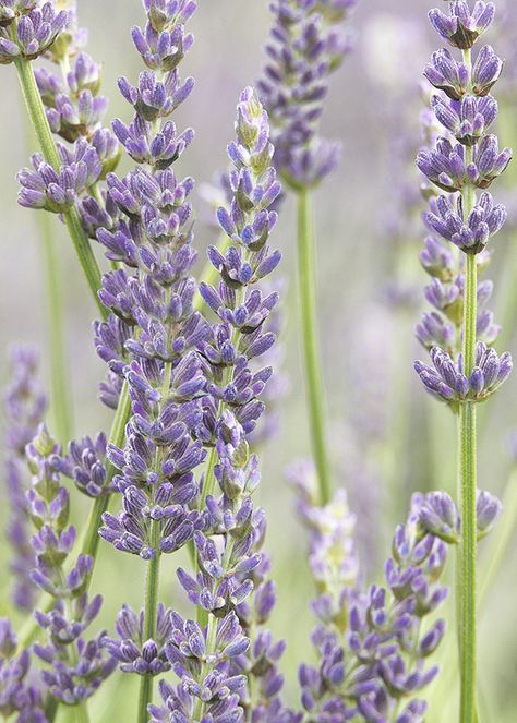 Types of Lavender: How to Choose the Best Lavender for Your Garden Lavender Colored Flowers, Types Of Lavender Plants, Types Of Lavender, Lavender Types, Spanish Lavender, Lavender Varieties, Rose Border, English Lavender, Aromatic Oils